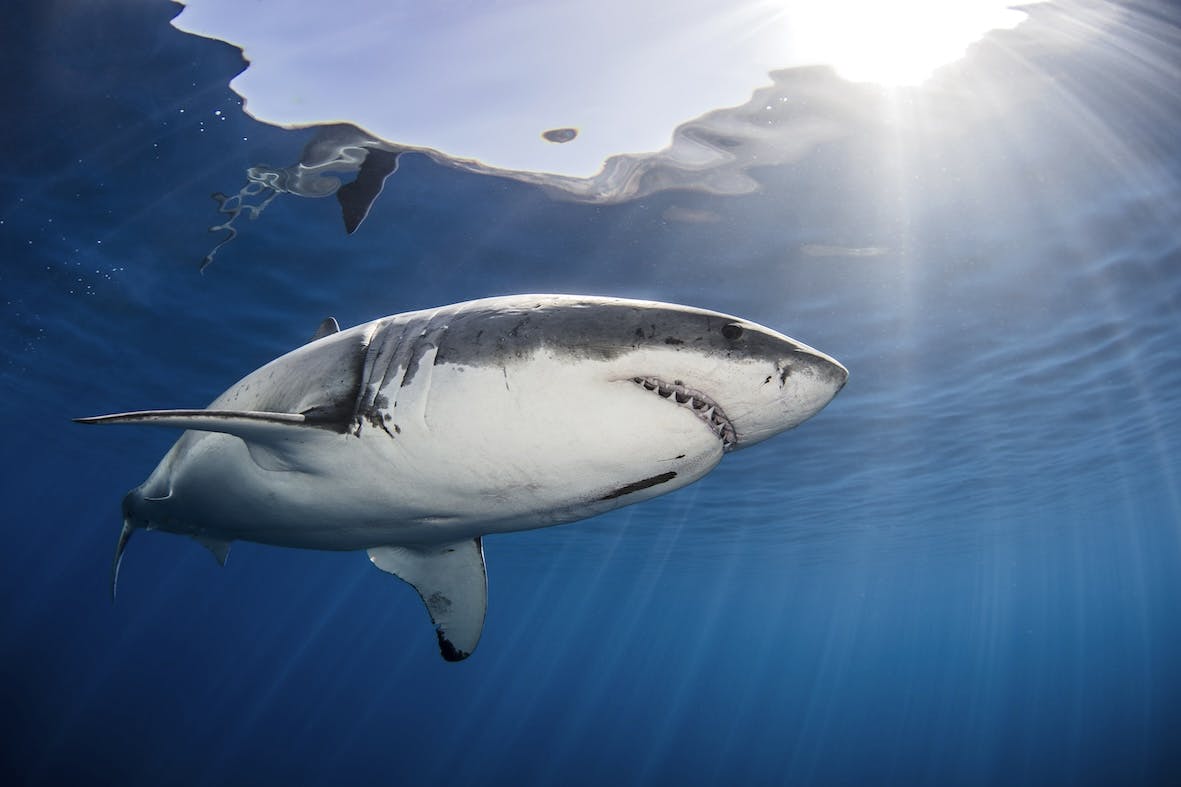Blog image: Great White shark