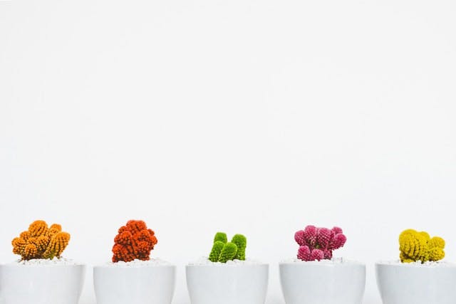 row of colorful cacti side by side in white pots against a white background