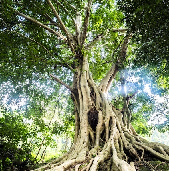 Blog image: Tree showing digital transformation