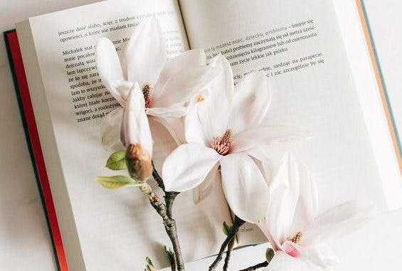 White flowers on top of open book