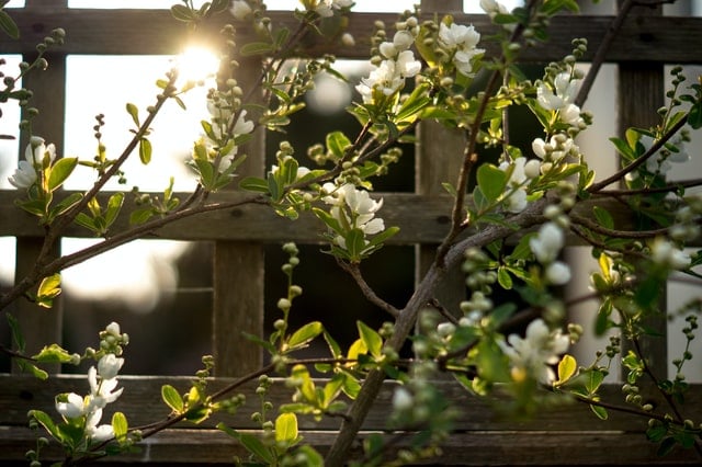 Flowers growing on trellis